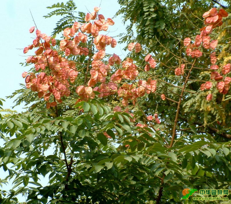 ȫ���~���
                               